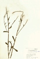 法國菊藏品圖，第2張